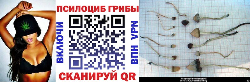 наркотики  Заинск  Галлюциногенные грибы Cubensis 